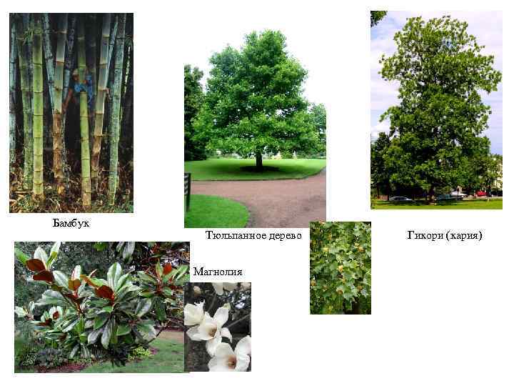 Бамбук Тюльпанное дерево Магнолия Гикори (кария) 