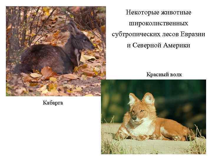 Некоторые животные широколиственных субтропических лесов Евразии и Северной Америки Красный волк Кабарга 