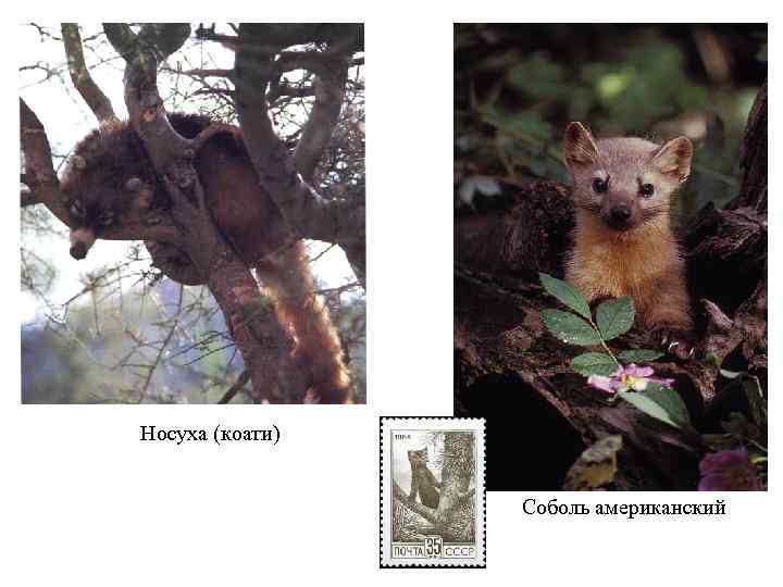 Носуха (коати) Соболь американский 