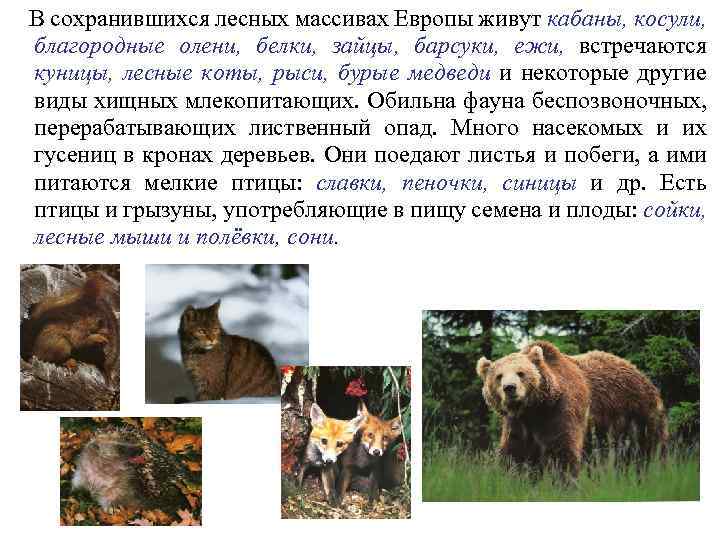 В сохранившихся лесных массивах Европы живут кабаны, косули, благородные олени, белки, зайцы, барсуки, ежи,