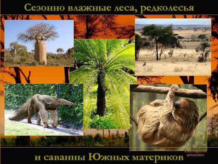 Сезонно влажные леса, редколесья и саванны Южных материков 