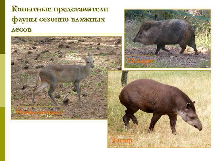 Копытные представители фауны сезонно влажных лесов Пекари Олень-мазама Тапир 
