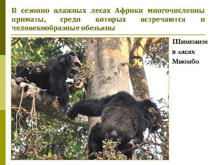 В сезонно влажных лесах Африки многочисленны приматы, среди которых встречаются и человекообразные обезьяны Шимпанзе