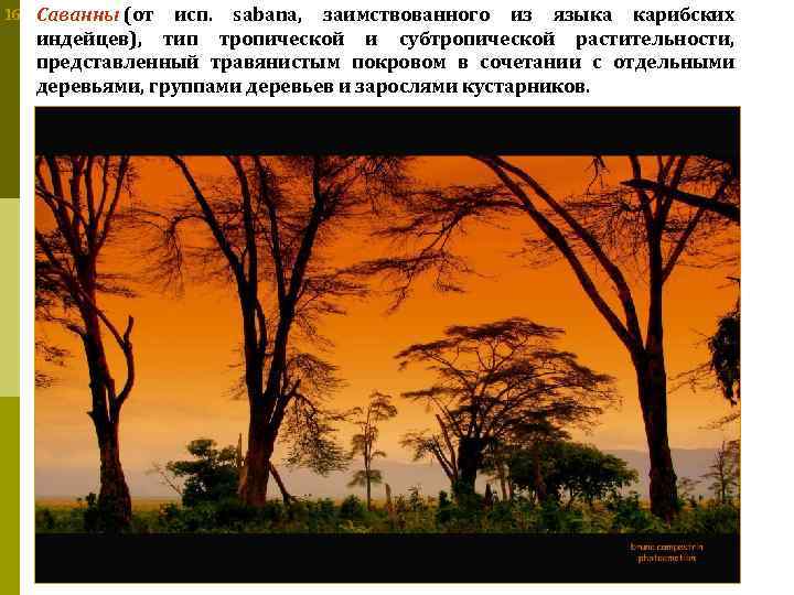 16 Саванны (от исп. sabana, заимствованного из языка карибских индейцев), тип тропической и субтропической
