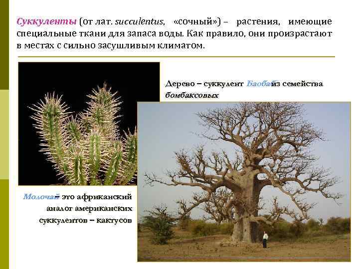 Суккуленты (от лат. succulentus, «сочный» ) – растения, имеющие специальные ткани для запаса воды.