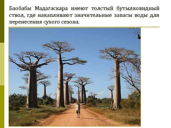 Баобабы Мадагаскара имеют толстый бутылковидный ствол, где накапливают значительные запасы воды для перенесения сухого