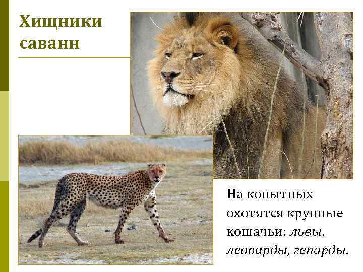 Хищники саванн На копытных охотятся крупные кошачьи: львы, леопарды, гепарды. 
