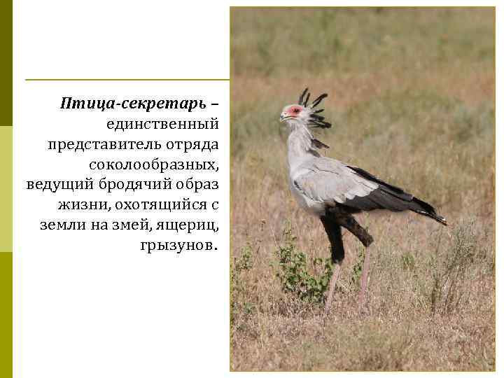 Птица-секретарь – единственный представитель отряда соколообразных, ведущий бродячий образ жизни, охотящийся с земли на