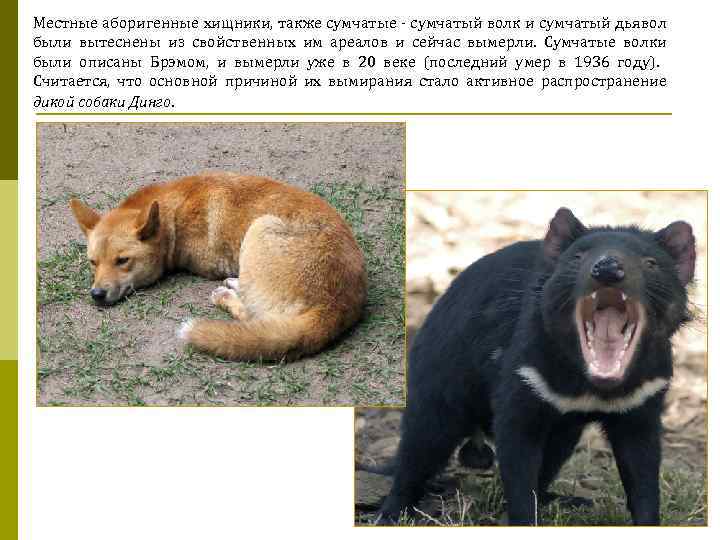 Местные аборигенные хищники, также сумчатые - сумчатый волк и сумчатый дьявол были вытеснены из