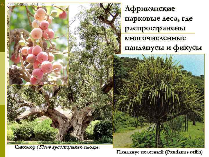 6 Африканские парковые леса, где распространены многочисленные панданусы и фикусы Сикомор (Ficus sycomorusего плоды
