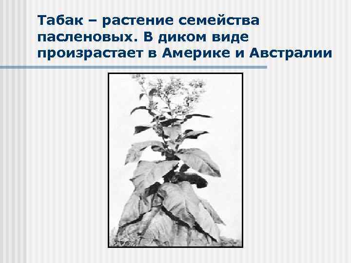 Табак – растение семейства пасленовых. В диком виде произрастает в Америке и Австралии 