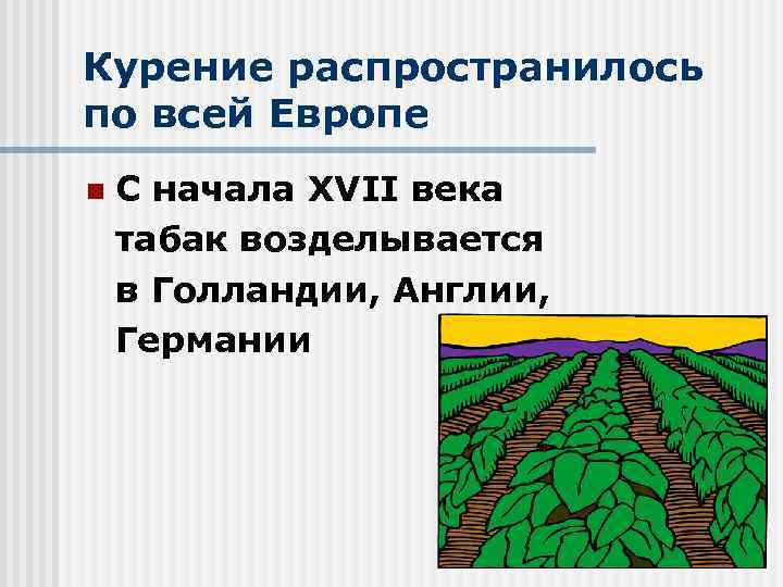 Курение распространилось по всей Европе n С начала XVII века табак возделывается в Голландии,
