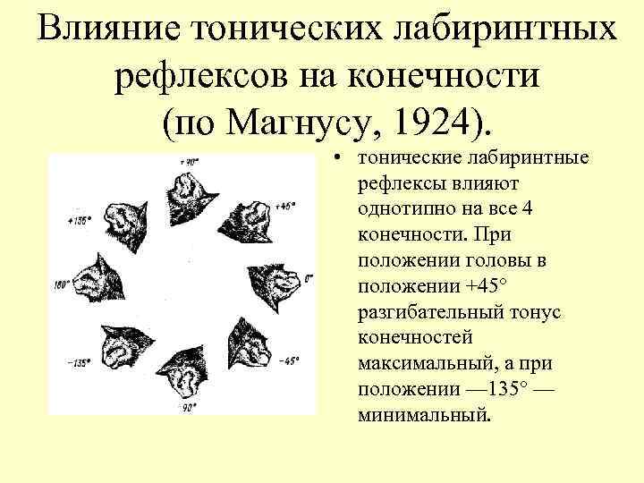 Влияние тонических лабиринтных рефлексов на конечности (по Магнусу, 1924). • тонические лабиринтные рефлексы влияют