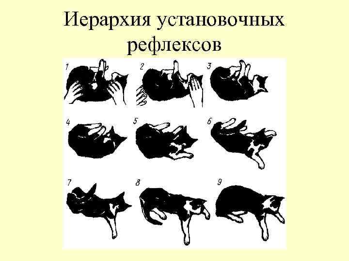 Иерархия установочных рефлексов 