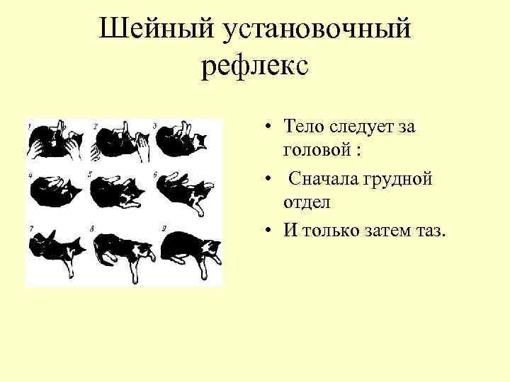 Шейный установочный рефлекс • Тело следует за головой : • Сначала грудной отдел •