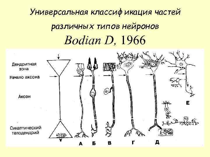 Универсальная классификация частей различных типов нейронов Bodian D, 1966 