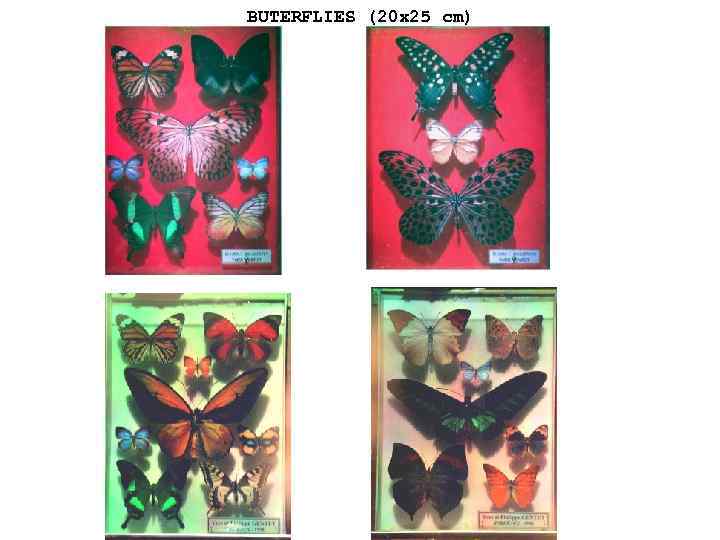 BUTERFLIES (20 x 25 cm) 