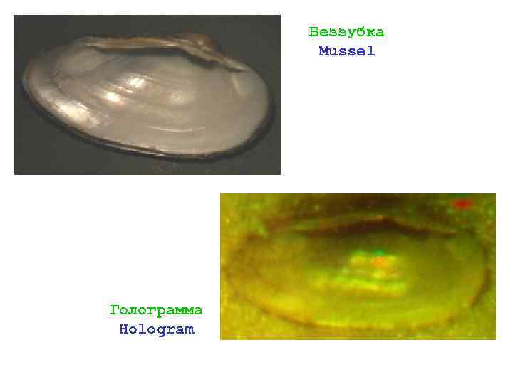 Беззубка Mussel Голограмма Hologram 