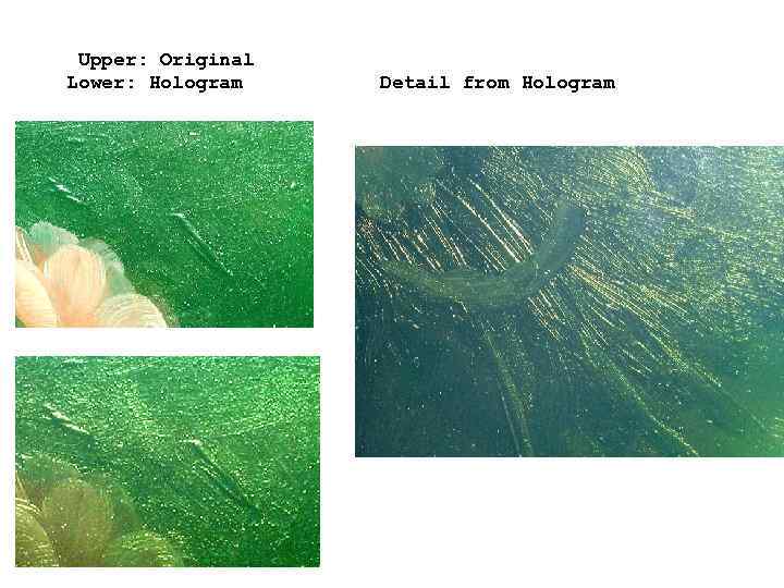 Upper: Original Lower: Hologram Detail from Hologram 