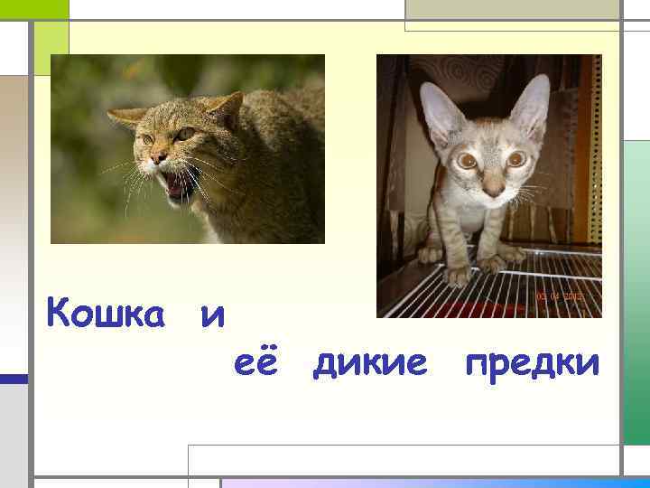 Кошка и её дикие предки 