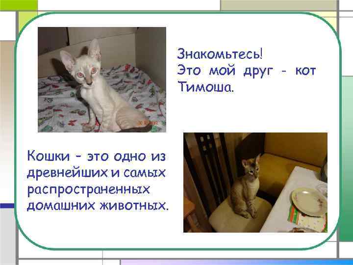 Знакомьтесь! Это мой друг - кот Тимоша. Кошки – это одно из древнейших и