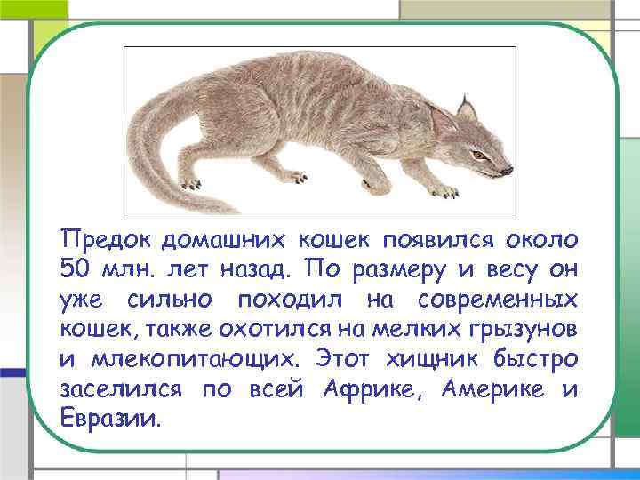 Предок домашних кошек появился около 50 млн. лет назад. По размеру и весу он