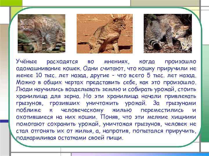 Учёные расходятся во мнениях, когда произошло одомашнивание кошек. Одни считают, что кошку приручили не