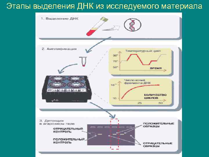 Этапы выделения ДНК из исследуемого материала 