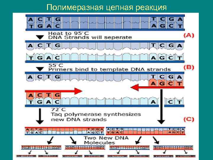 Полимеразная цепная реакция 