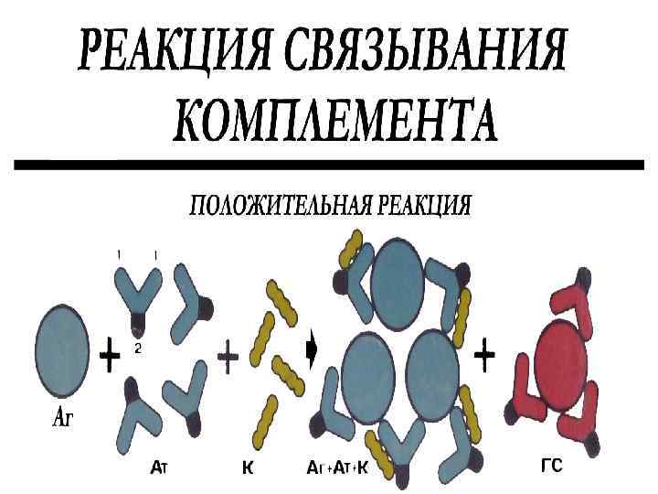 Реакция связывания комплемента микробиология презентация