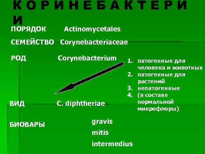 КОРИНЕБАКТЕРИ И ПОРЯДОК Actinomycetales СЕМЕЙСТВО Corynebacteriaceae РОД Corynebacterium ВИД C. diphtheriae БИОВАРЫ 1. патогенные