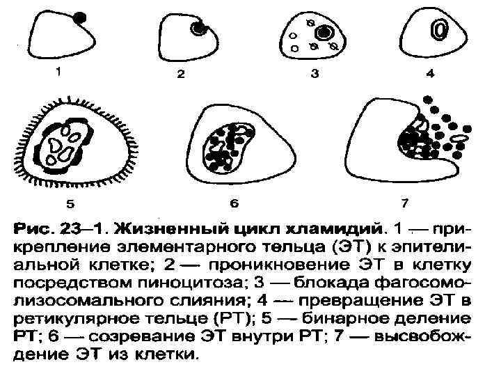 Токсические компоненты риккетсий хламидий и вирусов