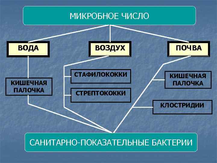 МИКРОБНОЕ ЧИСЛО ВОДА ВОЗДУХ СТАФИЛОКОККИ КИШЕЧНАЯ ПАЛОЧКА ПОЧВА КИШЕЧНАЯ ПАЛОЧКА СТРЕПТОКОККИ КЛОСТРИДИИ САНИТАРНО-ПОКАЗАТЕЛЬНЫЕ БАКТЕРИИ