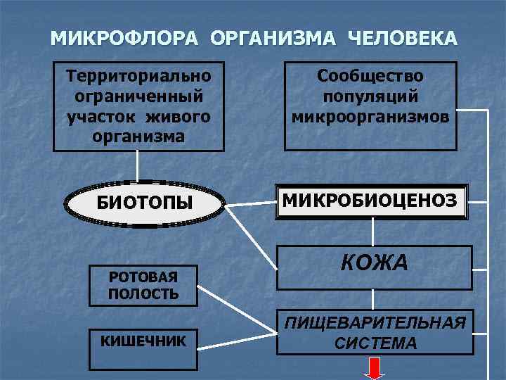 Микрофлора организма человека микробиология презентация