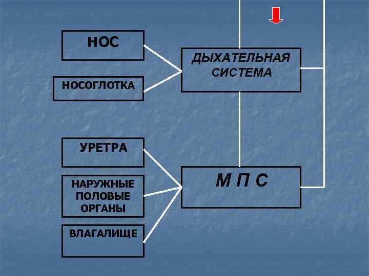 НОС НОСОГЛОТКА ДЫХАТЕЛЬНАЯ СИСТЕМА УРЕТРА НАРУЖНЫЕ ПОЛОВЫЕ ОРГАНЫ ВЛАГАЛИЩЕ МПС 