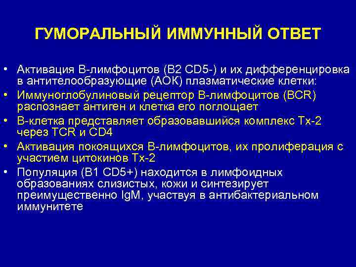 ГУМОРАЛЬНЫЙ ИММУННЫЙ ОТВЕТ • Активация В-лимфоцитов (В 2 CD 5 -) и их дифференцировка