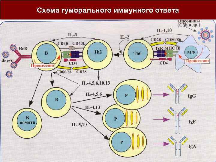 Схема гуморального иммунного ответа 
