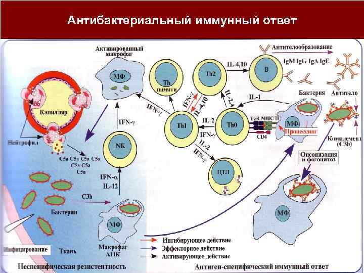 Антибактериальный иммунный ответ 
