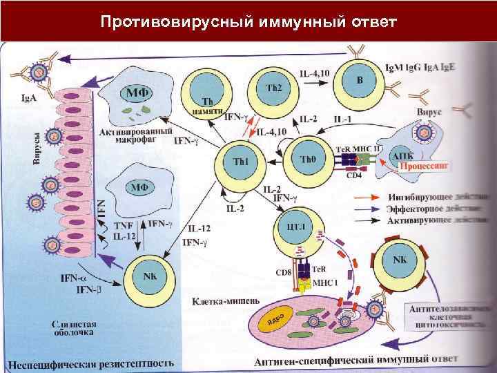 Противовирусный иммунный ответ 