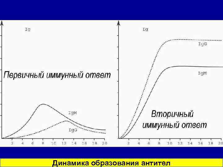 Динамика образования антител 