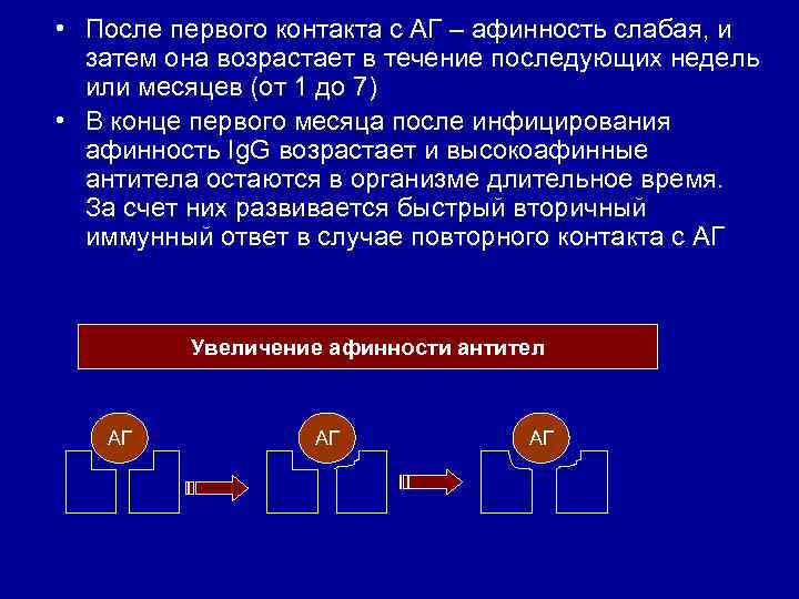  • После первого контакта с АГ – афинность слабая, и затем она возрастает