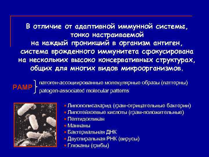 В отличие от адаптивной иммунной системы, тонко настраиваемой на каждый проникший в организм антиген,