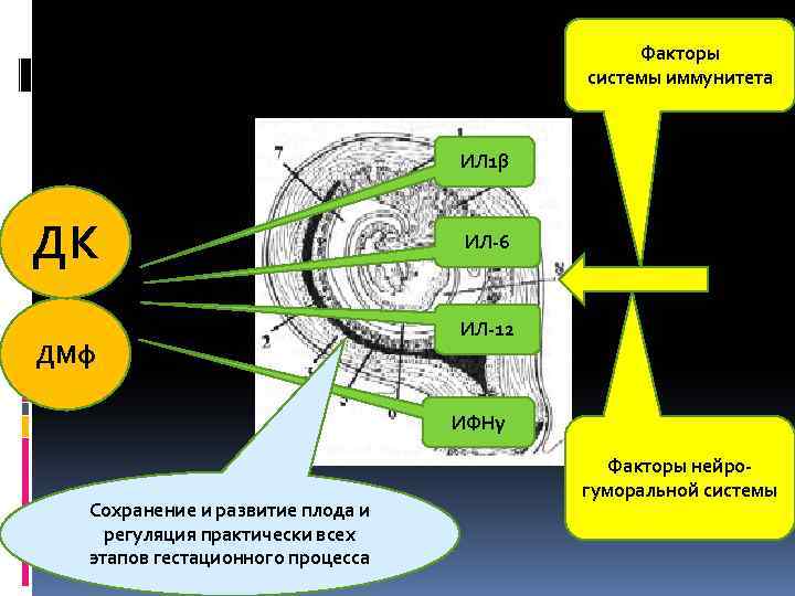 Факторы системы иммунитета ИЛ 1β ДК ДМф ИЛ-6 ИЛ-12 ИФНγ Сохранение и развитие плода