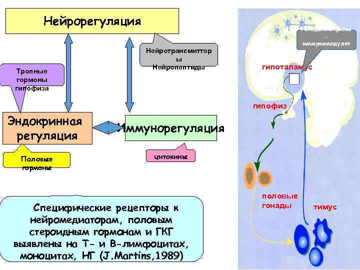 Нейрорегуляция Тропные гормоны гипофиза Нейротрансмиттер ы Нейропептиды Гонадолиберины иммуномодулят оры гипоталамус гипофиз Эндокринная регуляция