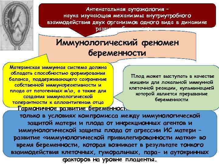 Антенатальная аутоэкология – наука изучающая механизмы внутриутробного взаимодействия двух организмов одного вида в динамике