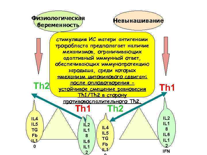 Физиологическая беременность Th 2 стимуляция ИС матери антигенами трофобласта предполагает наличие механизмов, ограничивающих адаптивный
