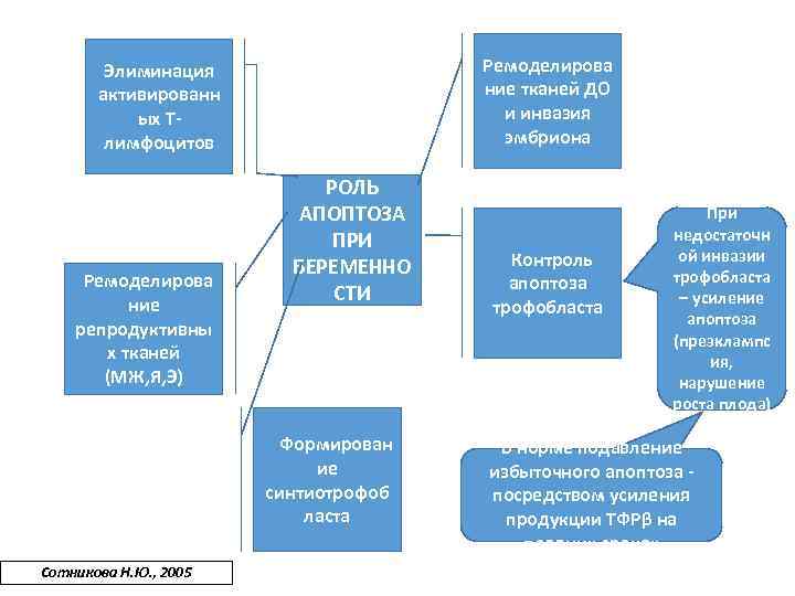 Ремоделирова ние тканей ДО и инвазия эмбриона Элиминация активированн ых Тлимфоцитов Ремоделирова ние репродуктивны