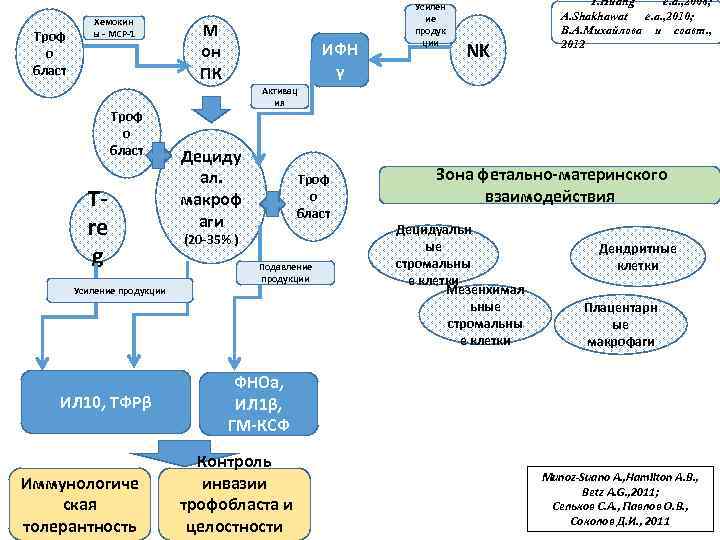 Троф о бласт Хемокин ы - МСР-1 Троф о бласт Tre g Усиление продукции