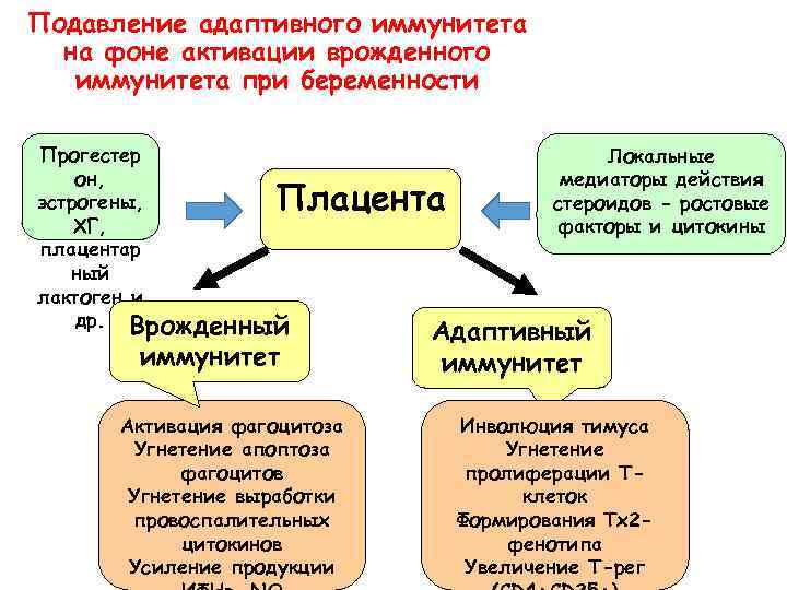 Подавление адаптивного иммунитета на фоне активации врожденного иммунитета при беременности Прогестер он, эстрогены, ХГ,