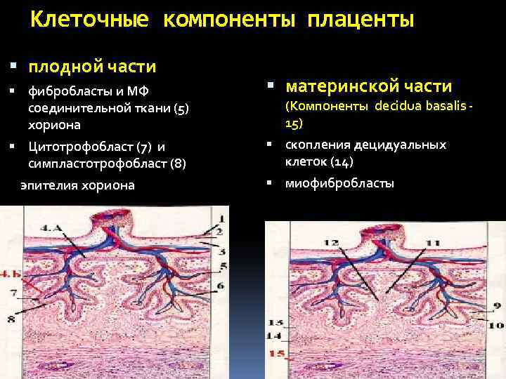 Клеточные компоненты плаценты плодной части фибробласты и МФ соединительной ткани (5) хориона материнской части